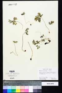 Dicentra cucullaria image