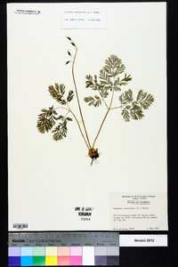 Dicentra cucullaria image