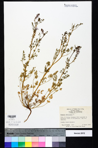 Fumaria officinalis image