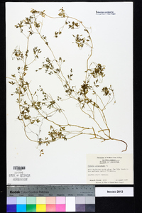 Fumaria officinalis image