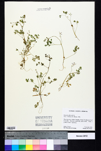 Fumaria officinalis image