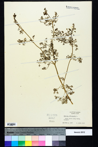 Fumaria officinalis image