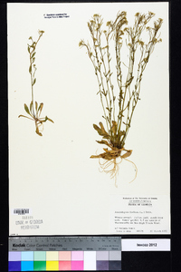 Arabidopsis thaliana image