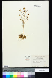 Arabidopsis thaliana image