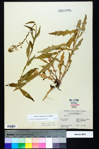 Borodinia canadensis image