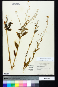 Borodinia canadensis image