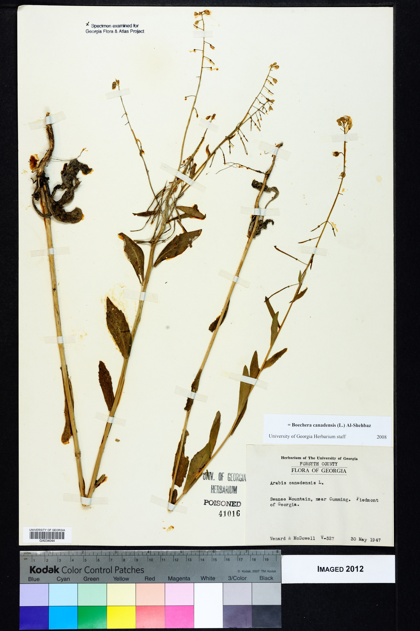 Borodinia canadensis image