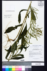 Borodinia canadensis image