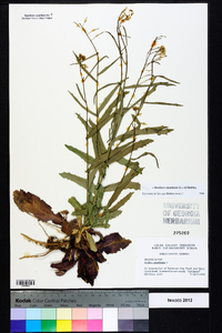 Borodinia canadensis image