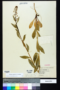 Borodinia canadensis image