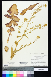 Brassica napus image