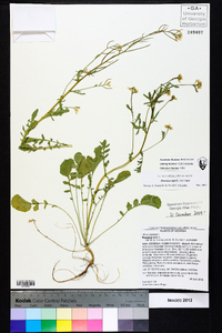 Brassica rapa image