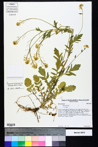 Brassica rapa var. rapa image