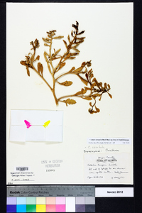 Cakile edentula subsp. harperi image