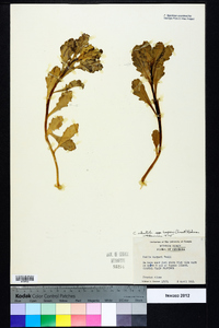 Cakile edentula subsp. harperi image