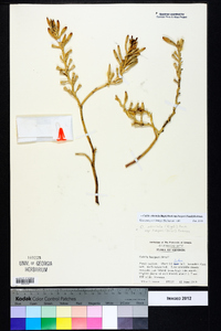 Cakile edentula subsp. harperi image