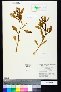 Cakile edentula subsp. harperi image