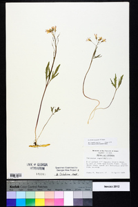 Cardamine angustata image