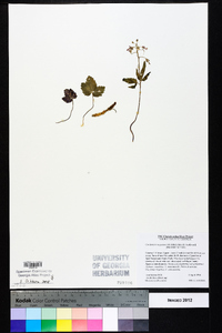 Cardamine angustata image