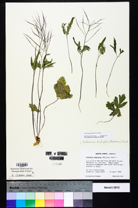 Cardamine angustata image