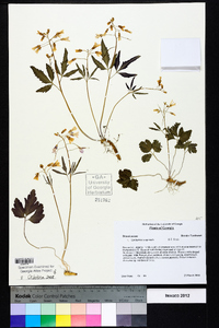 Cardamine angustata image