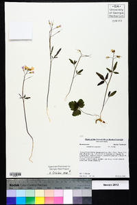 Cardamine angustata image