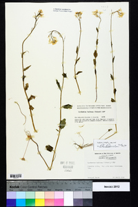 Cardamine bulbosa image