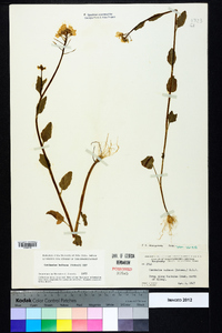 Cardamine bulbosa image