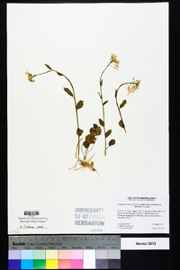 Cardamine bulbosa image