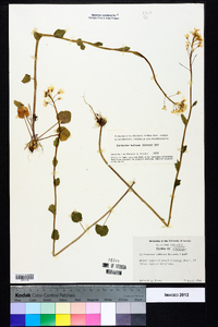 Cardamine bulbosa image