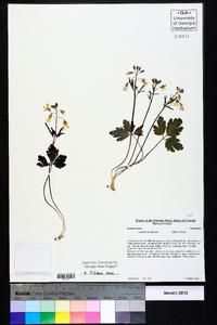 Cardamine diphylla image