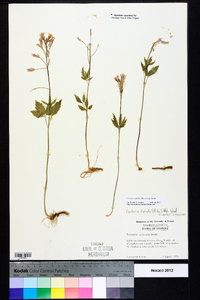 Cardamine diphylla image