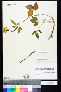 Cardamine diphylla image