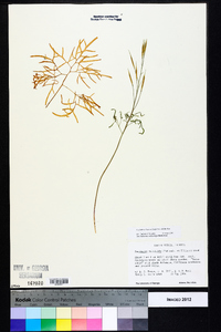 Cardamine dissecta image