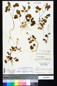 Cardamine flagellifera image