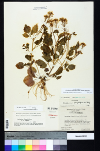 Cardamine flagellifera image