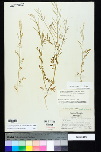 Cardamine parviflora var. arenicola image