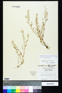 Cardamine parviflora image