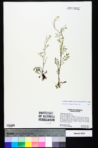 Cardamine parviflora var. arenicola image