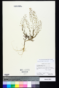 Descurainia pinnata var. pinnata image