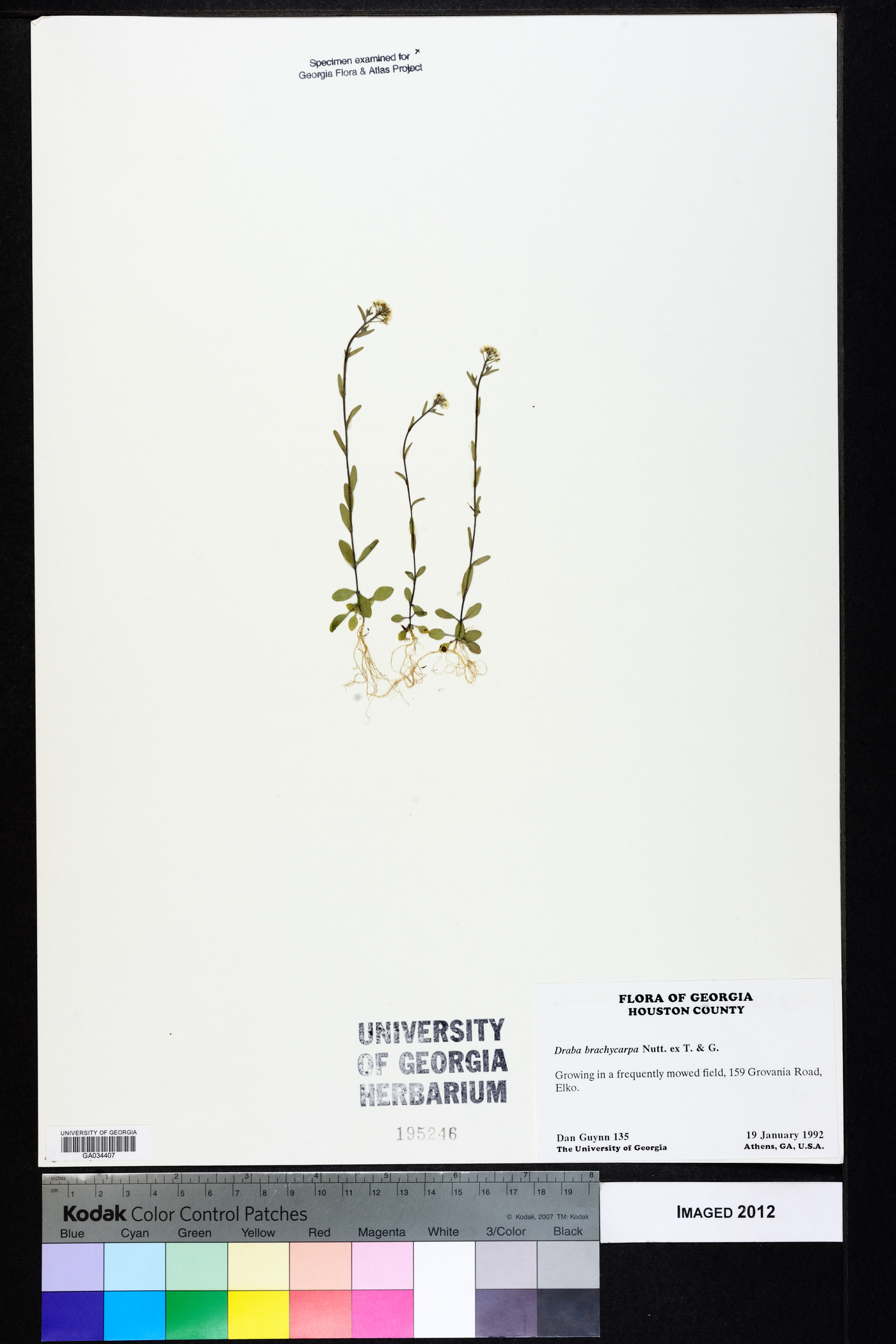 Draba brachycarpa image