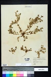 Lepidium didymum image