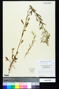 Lepidium virginicum var. virginicum image