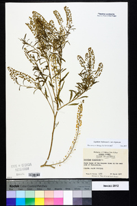 Lepidium virginicum var. virginicum image