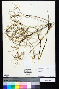 Warea cuneifolia image