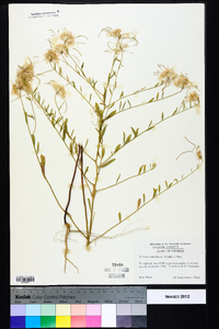 Warea cuneifolia image