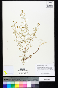 Polanisia tenuifolia image