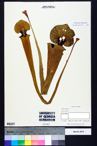 Sarracenia flava image