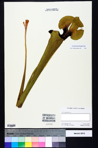 Sarracenia flava image