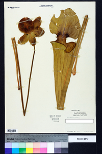 Sarracenia flava image